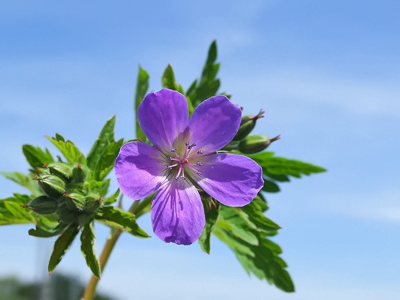 Geranium sylvaticum