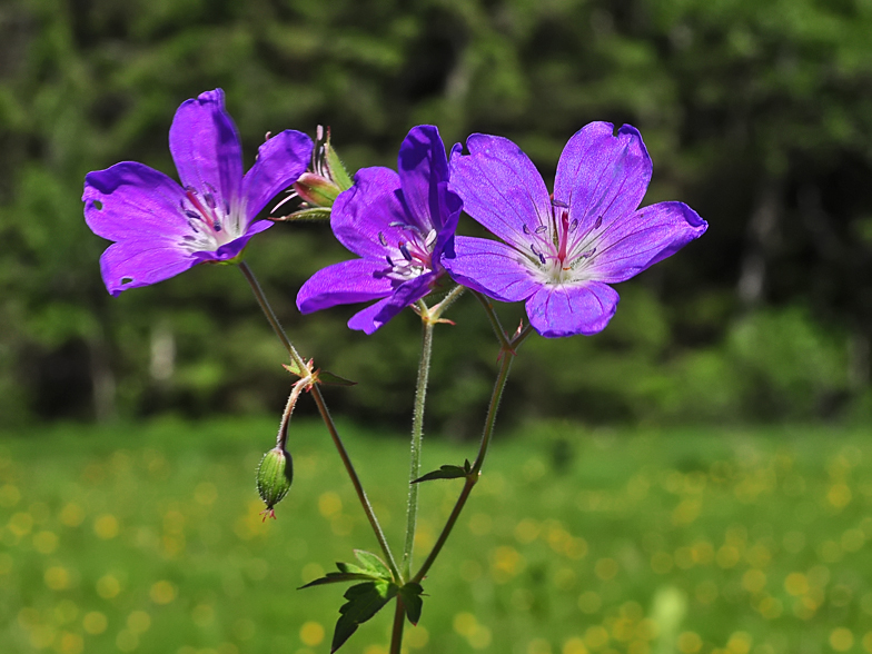 Geranium sylvaticum