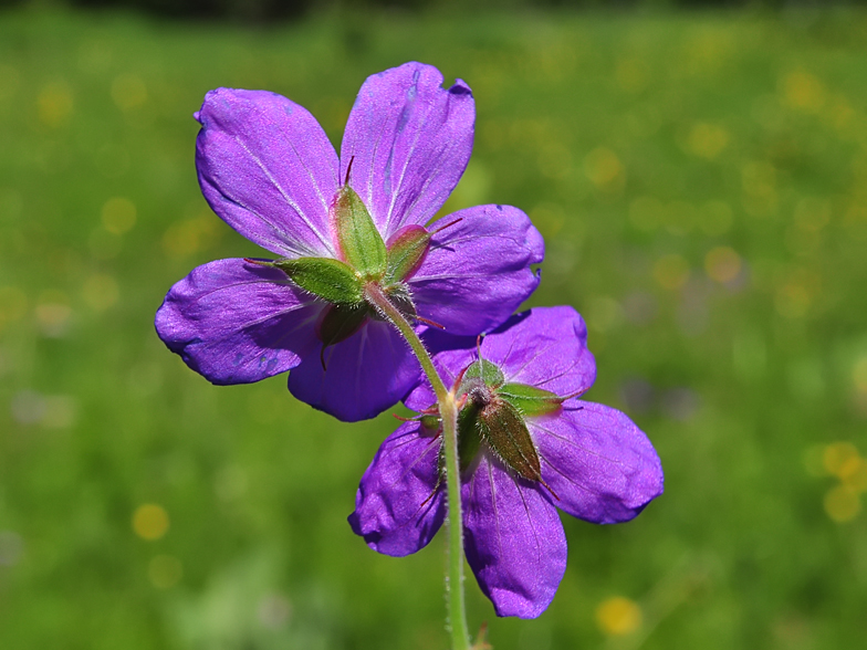 Geranium sylvaticum sepales