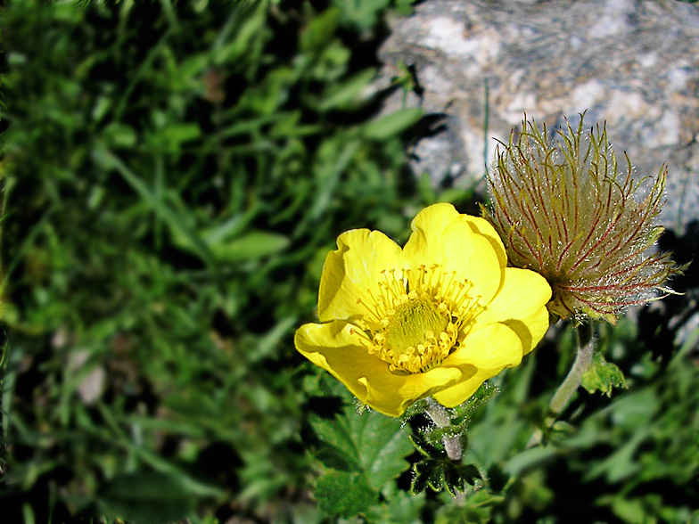 Geum montanum