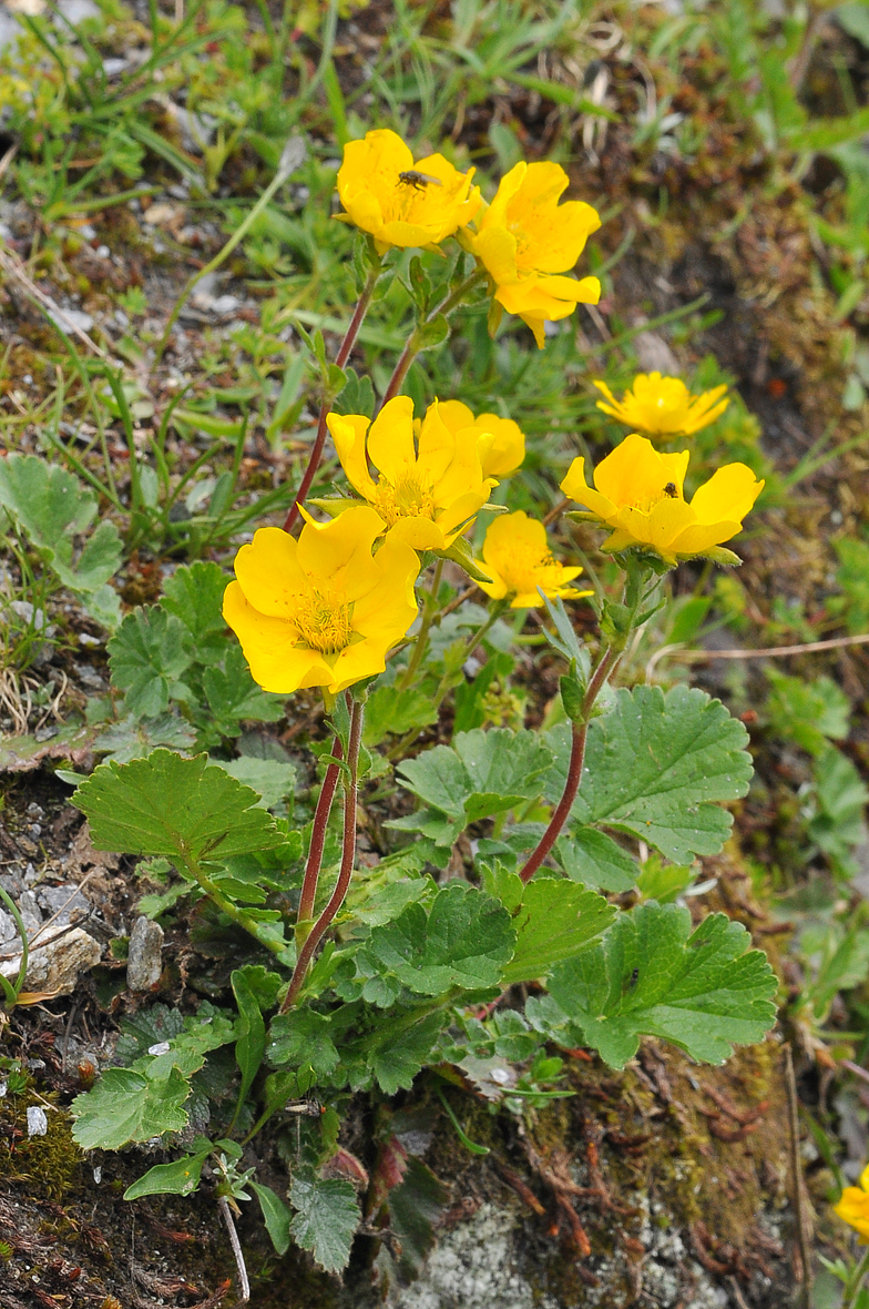 Geum montanum