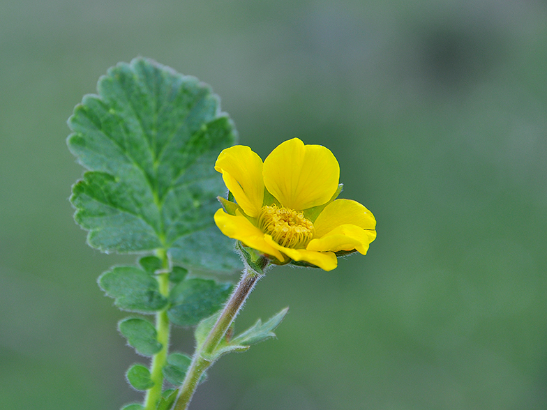 Geum montanum