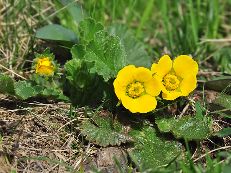 Geum montanum