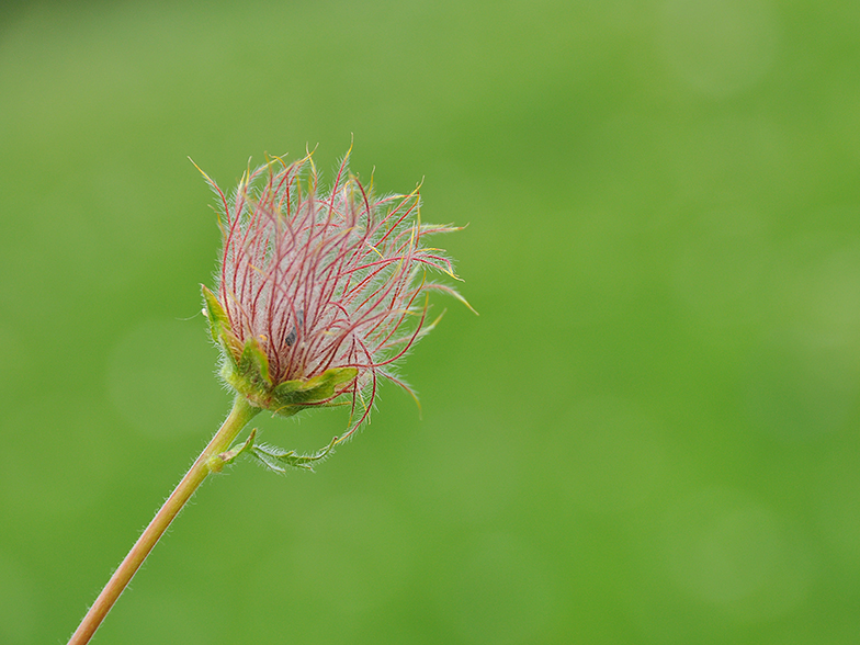 Geum montanum