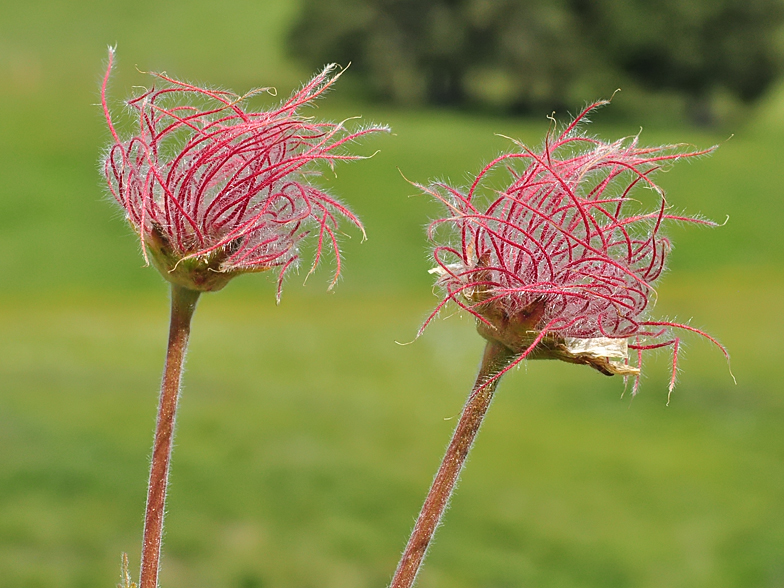 Geum montanum