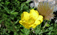 Geum montanum