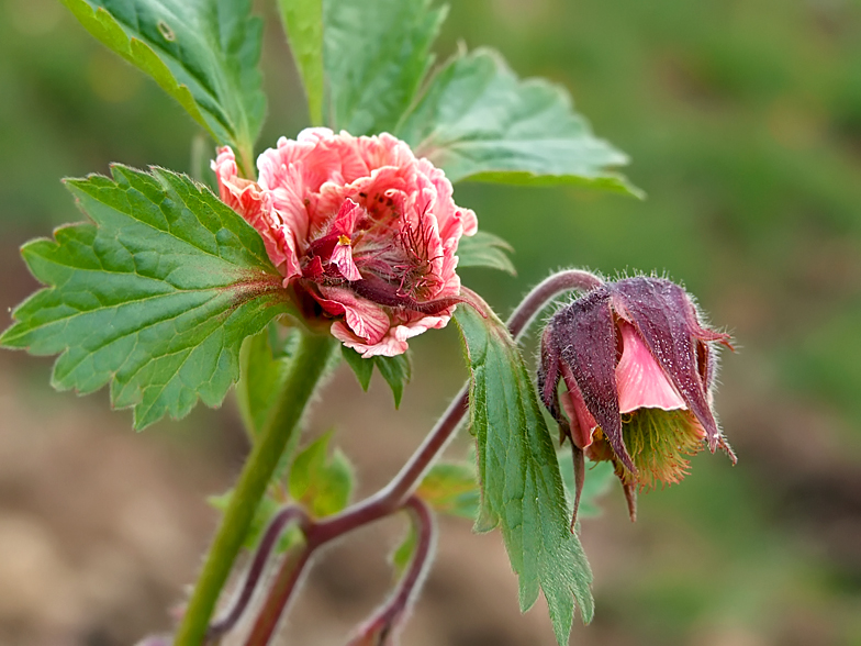 Geum rivale