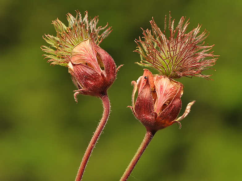 Geum rivale