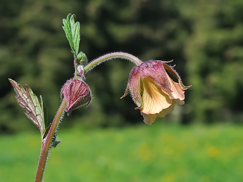 Geum rivale