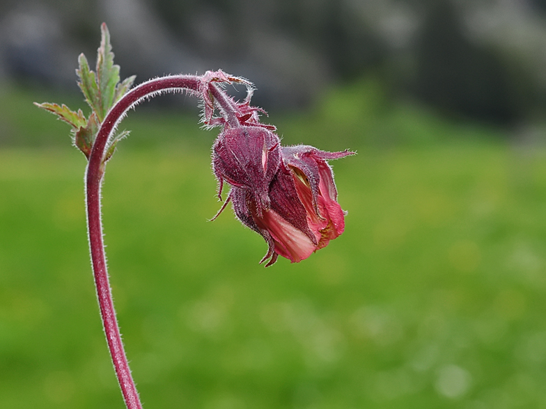 Geum rivale