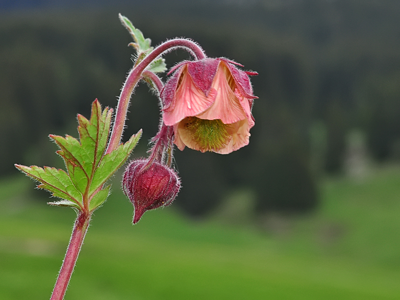 Geum rivale