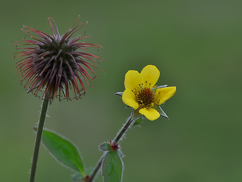 Geum urbanum