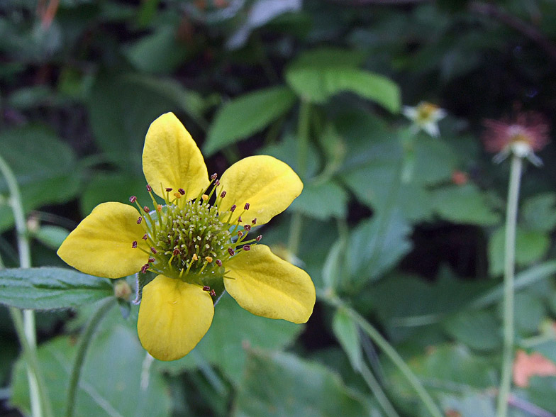 Geum urbanum