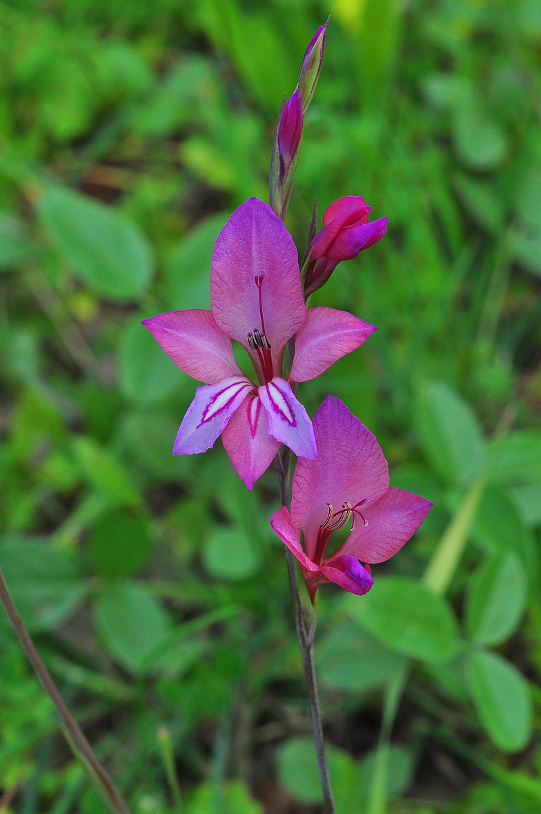 Gladiolus illyricus