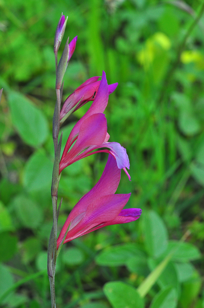 Gladiolus illyricus