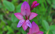 Gladiolus illyricus