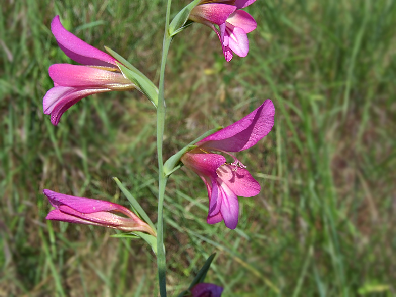 Gladiolus italicus