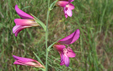 Gladiolus italicus