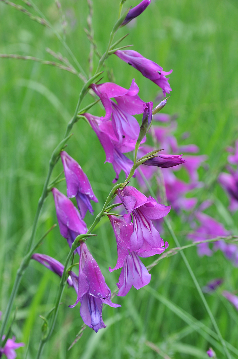 Gladiolus palustris