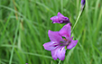 Gladiolus palustris