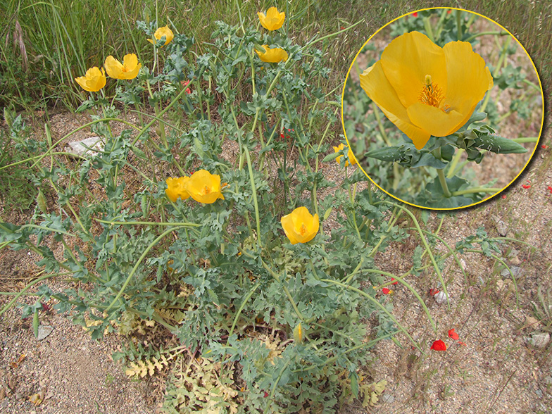 Glaucium flavum