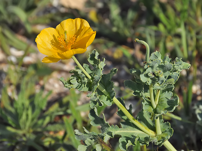 Glaucium flavum