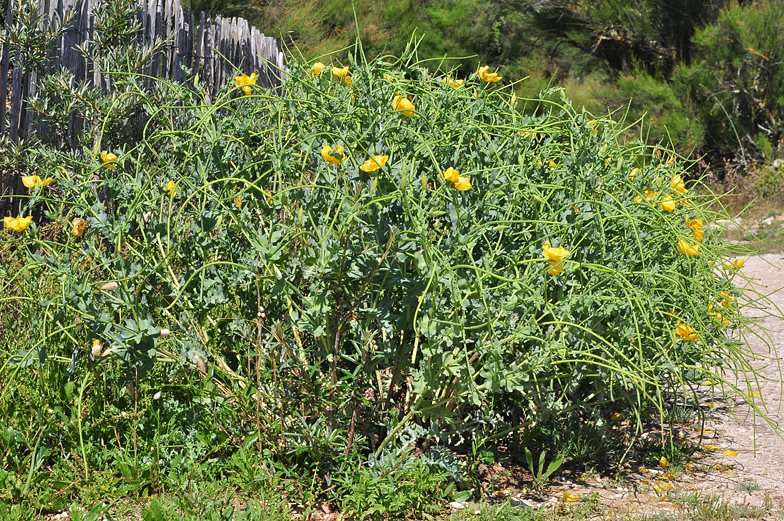 Glaucium flavum