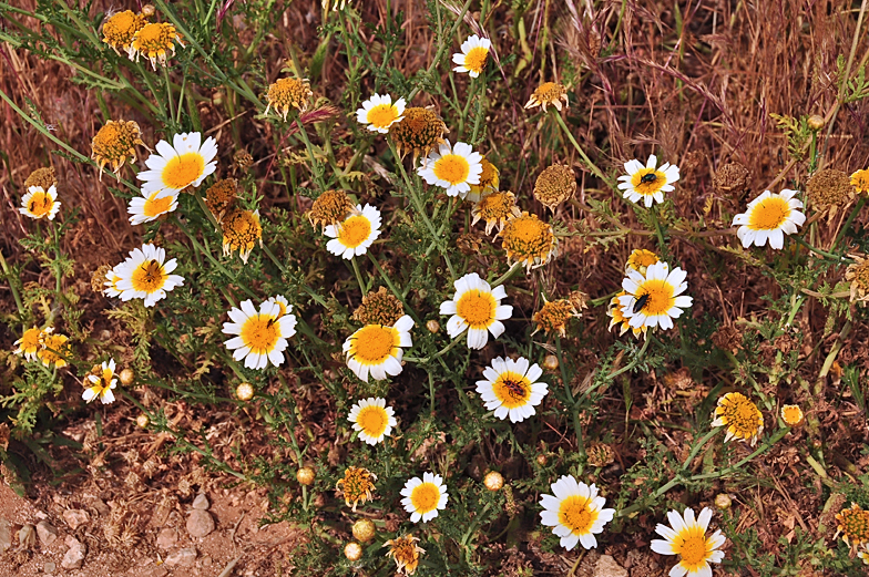 Glebionis coronaria discolor