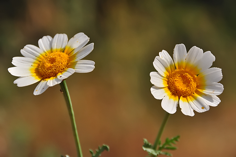 Glebionis coronaria discolor