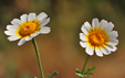 Glebionis coronaria discolor