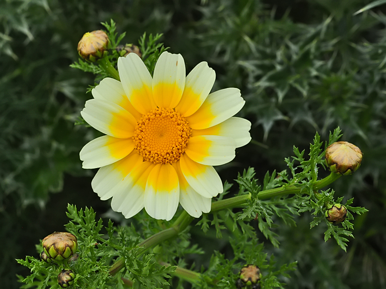 Glebionis coronaria discolor