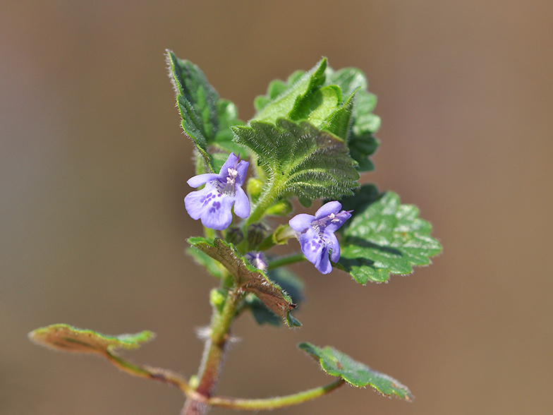 Glechoma hederacea