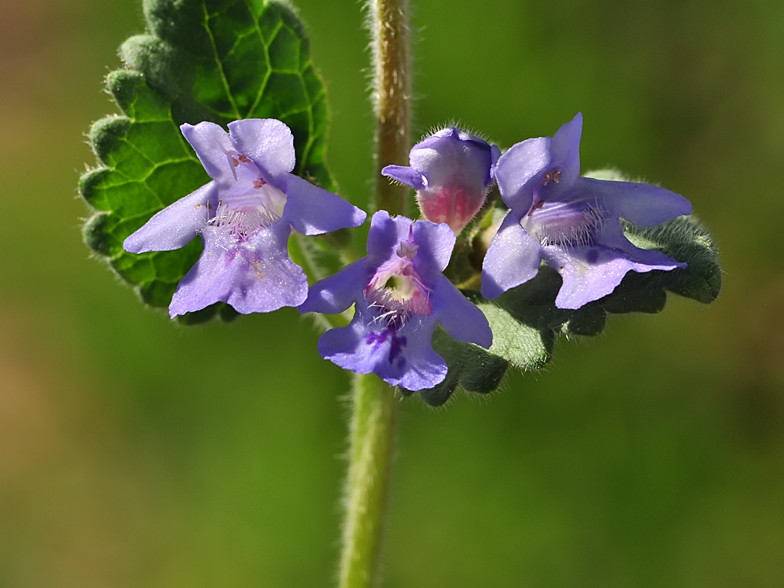 Glechoma hederacea