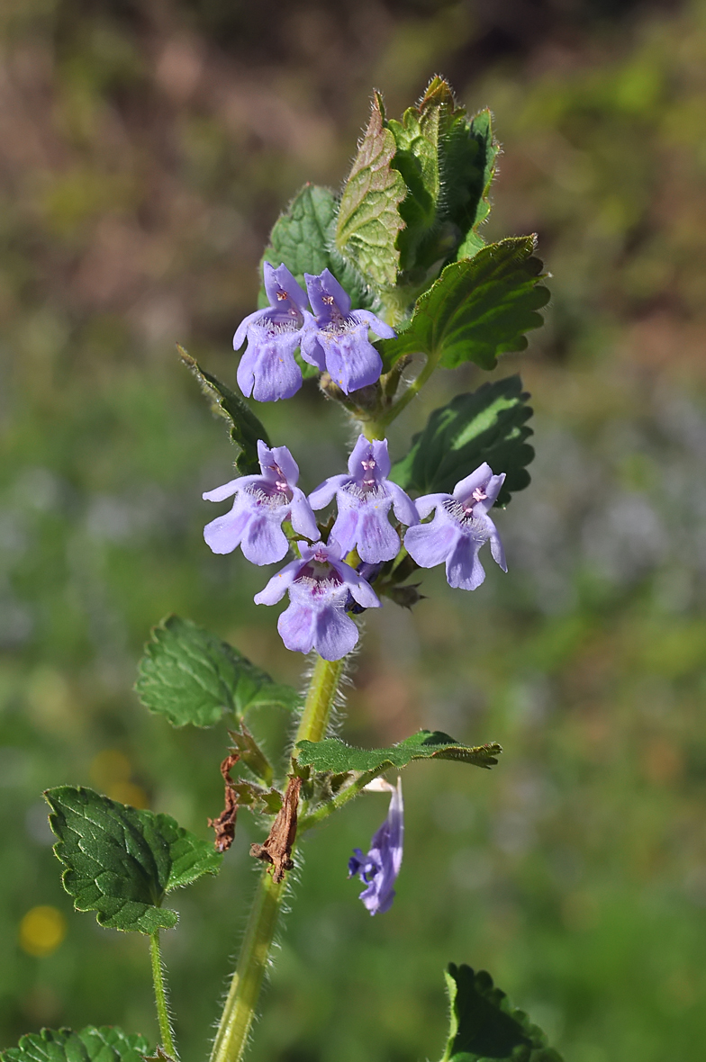 Glechoma hederacea