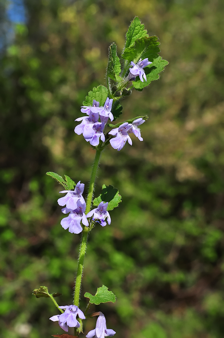 Glechoma hederacea