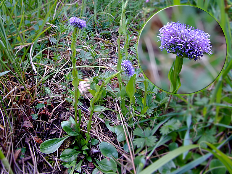 Globularia bisnagarica