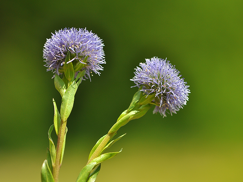 Globularia bisnagarica