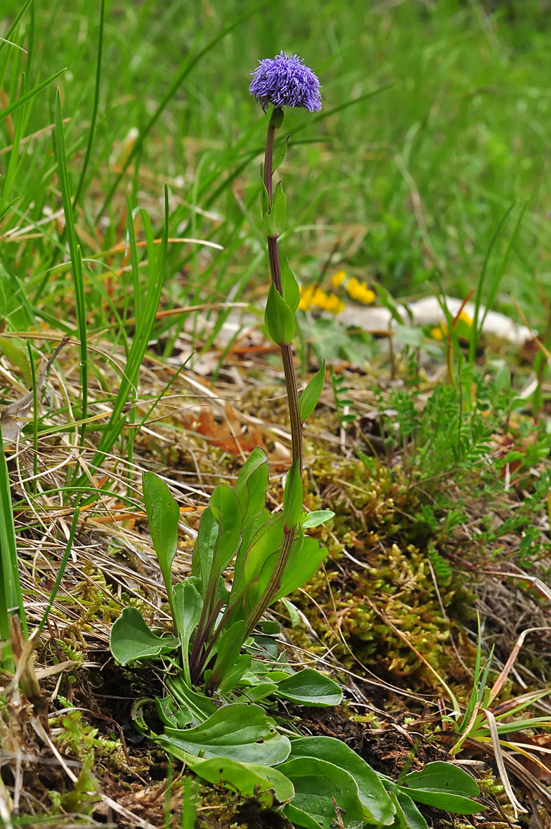 Globularia bisnagarica