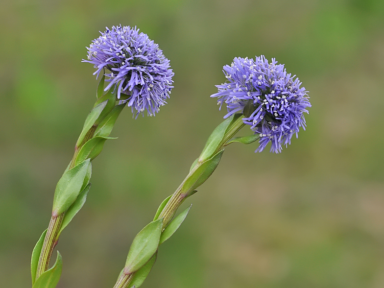 Globularia bisnagarica