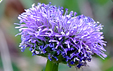 Globularia bisnagarica