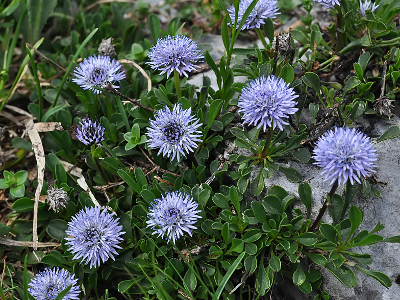 Globularia cordifolia