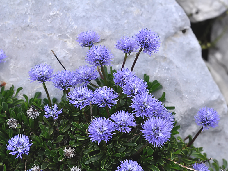 Globularia cordifolia