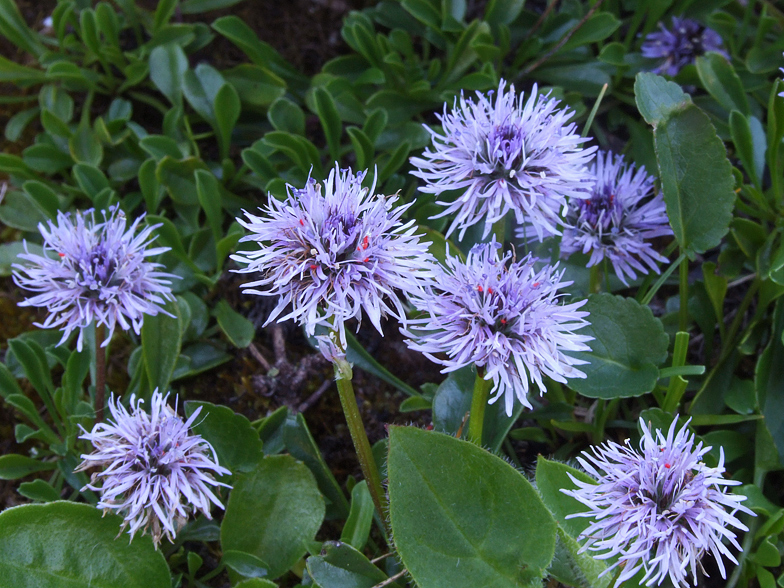 Globularia cordifolia