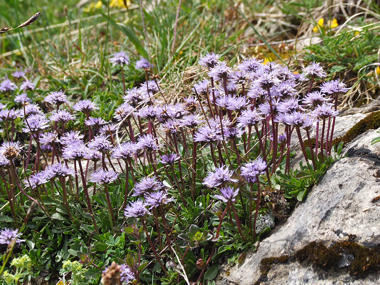 Globularia cordifolia