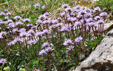 Globularia cordifolia