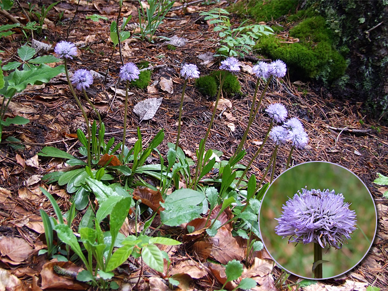 Globularia nudicaulis