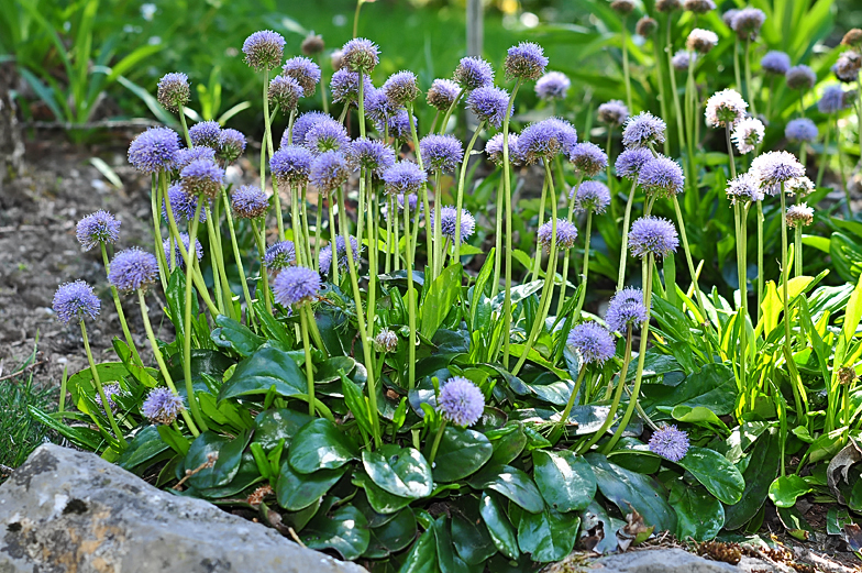 Globularia nudicaulis