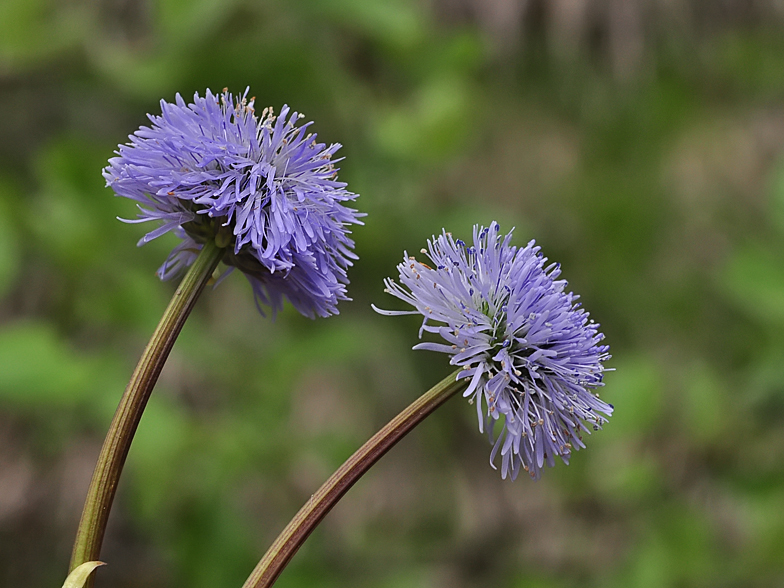 Globularia nudicaulis