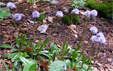 Globularia nudicaulis