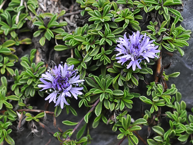 Globularia repens